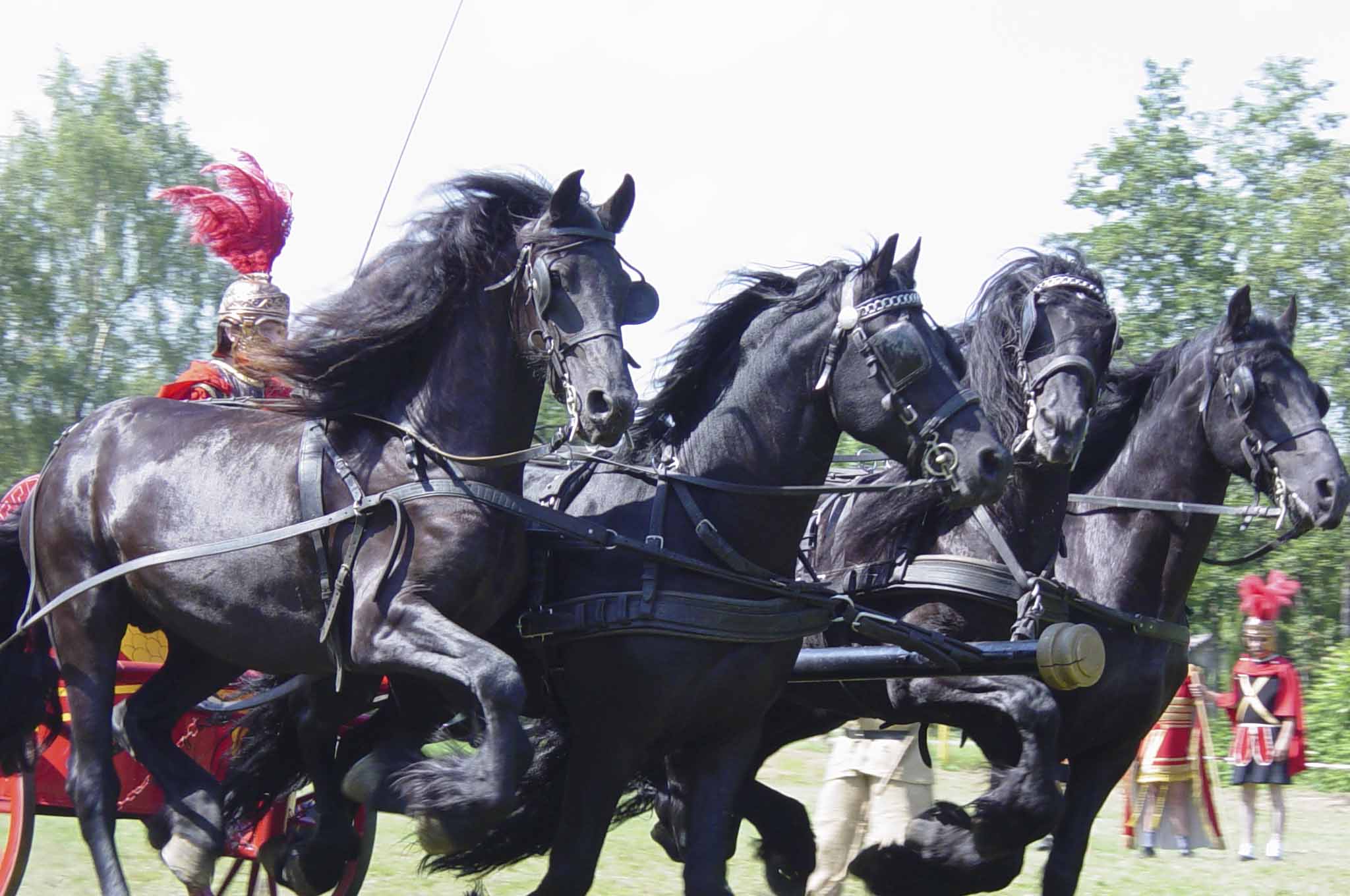 Paardenshow - Spectaculaire Romeinse Strijdwagen Show met 4 Friese Hengsten || Horse Show - Spectacular Roman Chariot Show from The Netherlands featuring 4 Friesian Stallions || Pferdeshow - Spektakuläre Römische Streitwagen Show mit 4 Friesche Hengste aus Region Venlo (Niederlande)